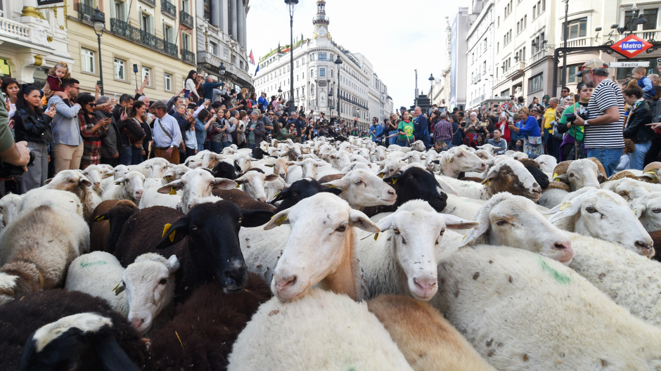 Rebaños de cabras y ovejas toman el centro de Madrid en la Fiesta de Trashumancia