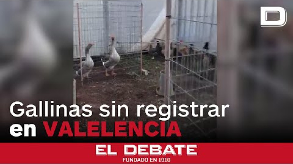 gallinas