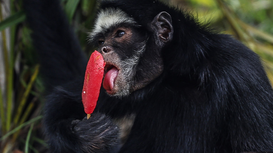 Mono del zoológico de Río de Janeiro, BioParque de Río