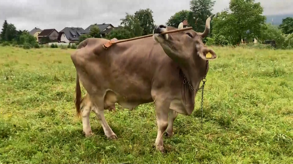 La extraña habilidad de la vaca Veronika que es capaz de rascarse la espalda con una escoba