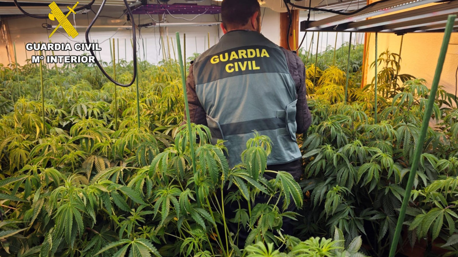 Imágenes del operativo que acabó con un cultivo masivo de marihuana
