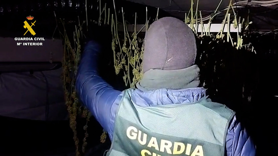 EuropaPress_7246392_guardia_civil_desmantela_plantacion_marihuana_ibi_detiene_tres_personas