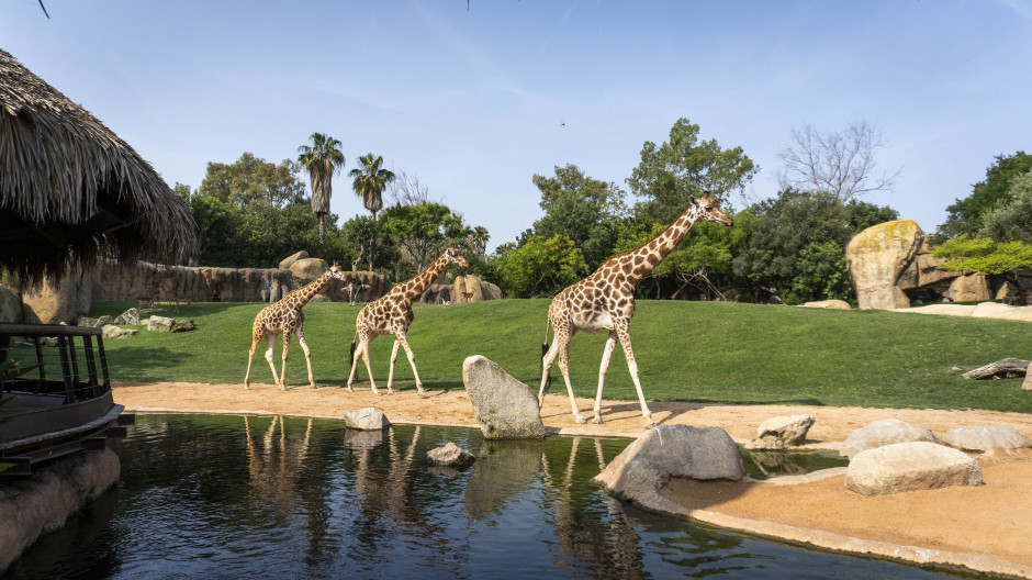 Imagen de un grupo de jirafas en Bioparc Valencia