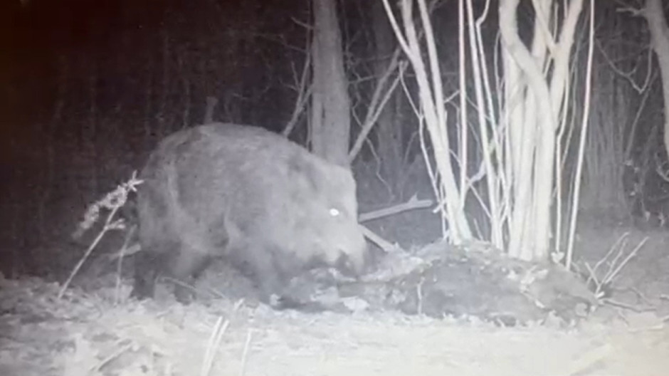 Jabalí 'vakamulo' grabado en Asturias
