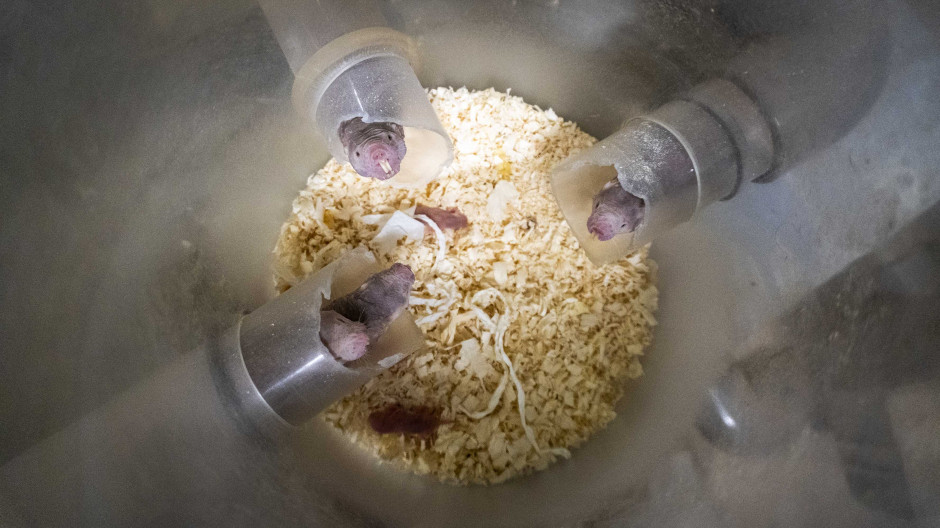 Imagen de la camada de rata topo desnuda nacida en Bioparc Valencia