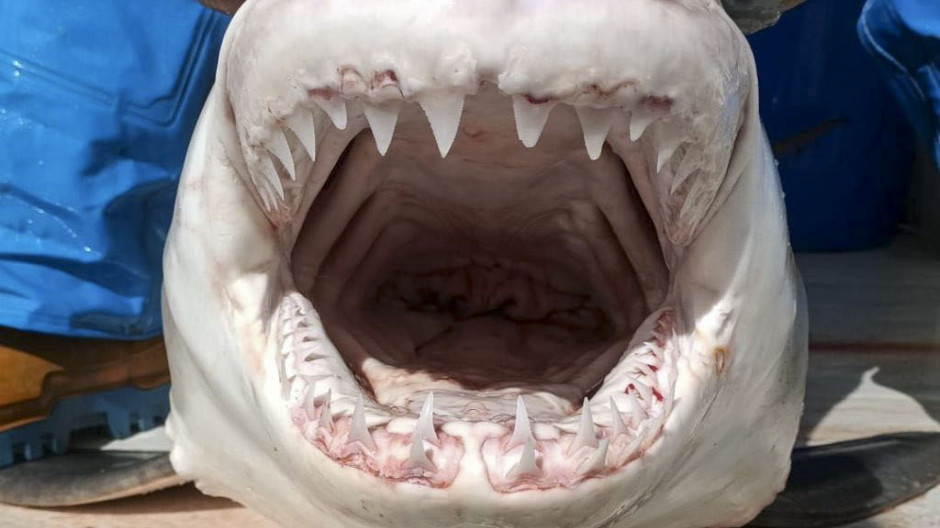 Imagen del ejemplar de tiburón blanco capturado en aguas de Alicante