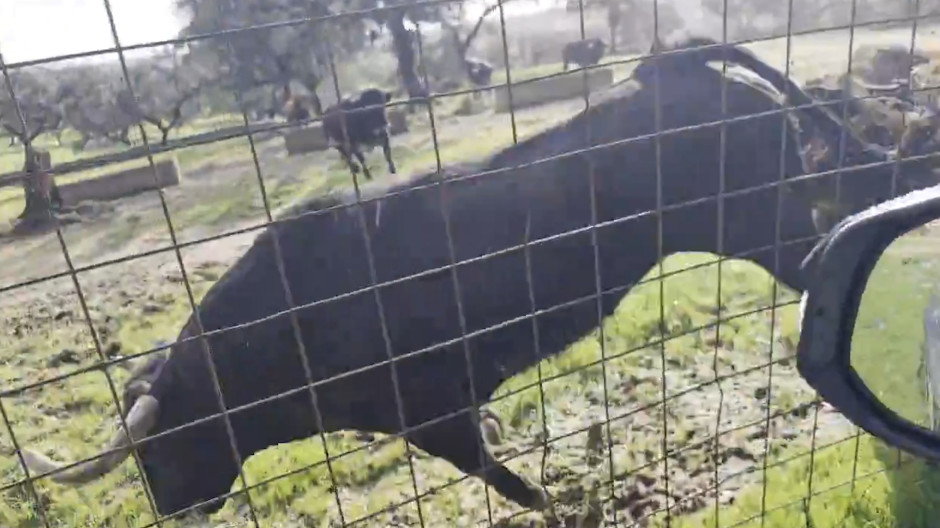 Un ganadero demuestra la bravura de los toros de lidia durante su cría