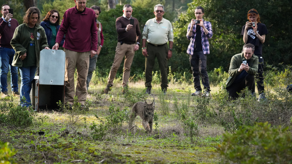 Andalucía libera en Doñana al lince ibérico Walabi para reforzar su población
