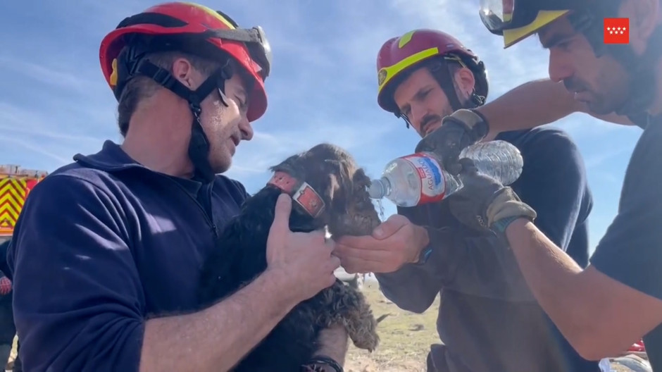 El emotivo rescate de Mamba, una perrita de raza teckel atrapada en una madriguera en Valdemoro