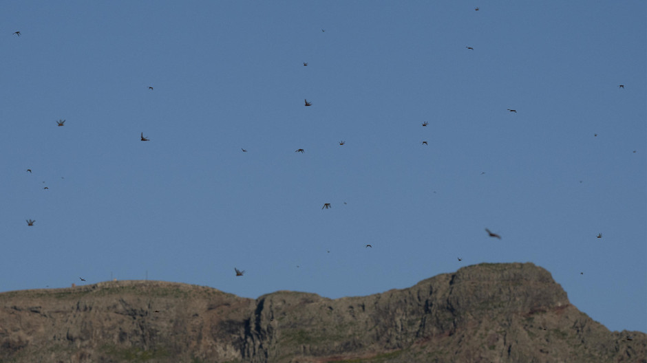 Nubes de langostas africanas cubren el cielo de Lanzarote