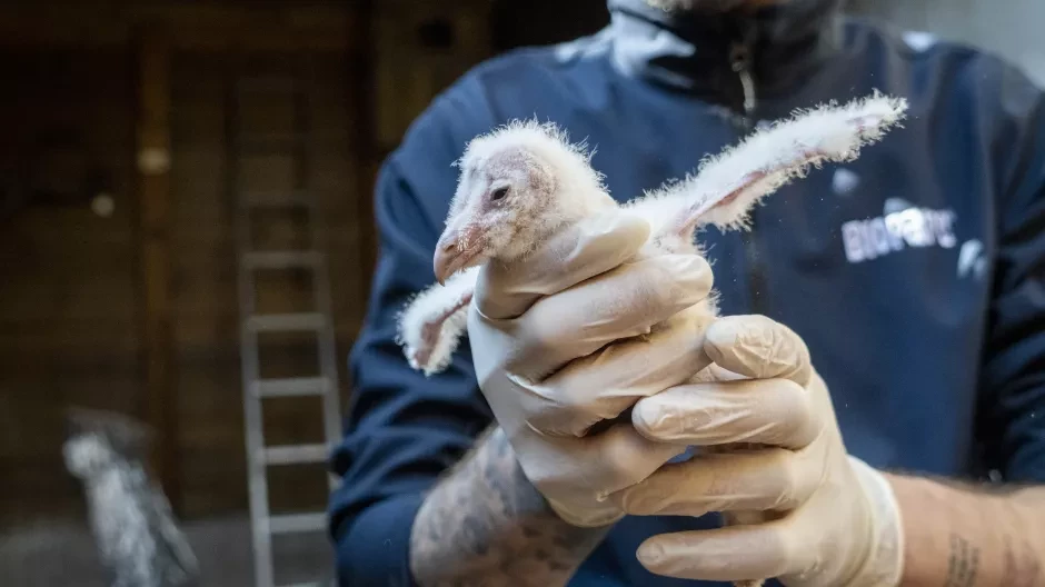 Imagen del pollito de lechuza