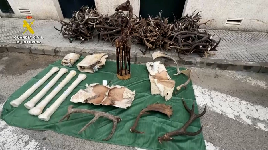 La Guardia Civil confisca numerosas piezas de especies protegidas de África ocultas en una furgoneta
