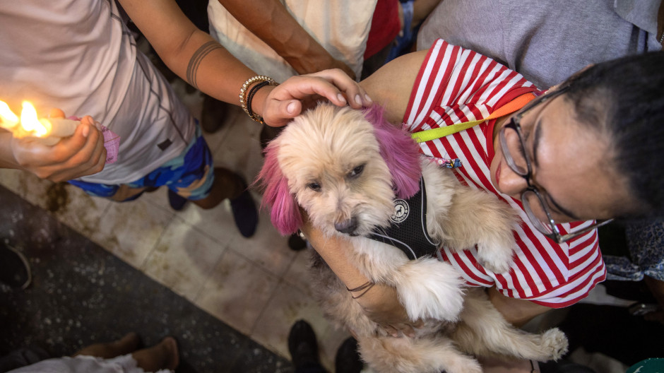 Mascotas en Nicaragua son presentadas por sus dueños ante San Lázaro para pedir por su salud