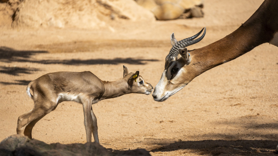 Nace una cría de gacela Mhorr en BIOPARC Valencia