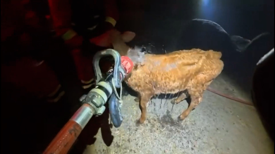 Efectivos de la UME auxilian a unas vacas en Robledo de Chavela (Madrid)