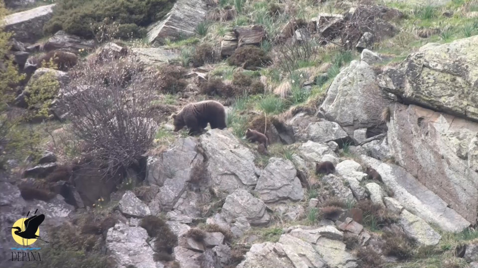 Graban por primera vez en el Pirineo a dos osas con 3 cachorros cada una