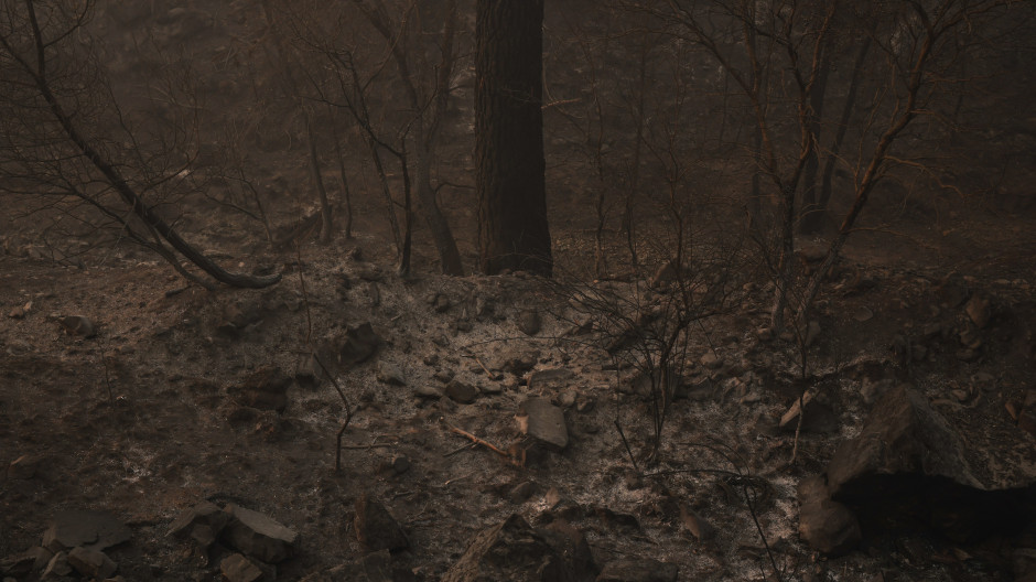 Terrenos quemados en el incendio forestal, en Navas del Rey, Madrid