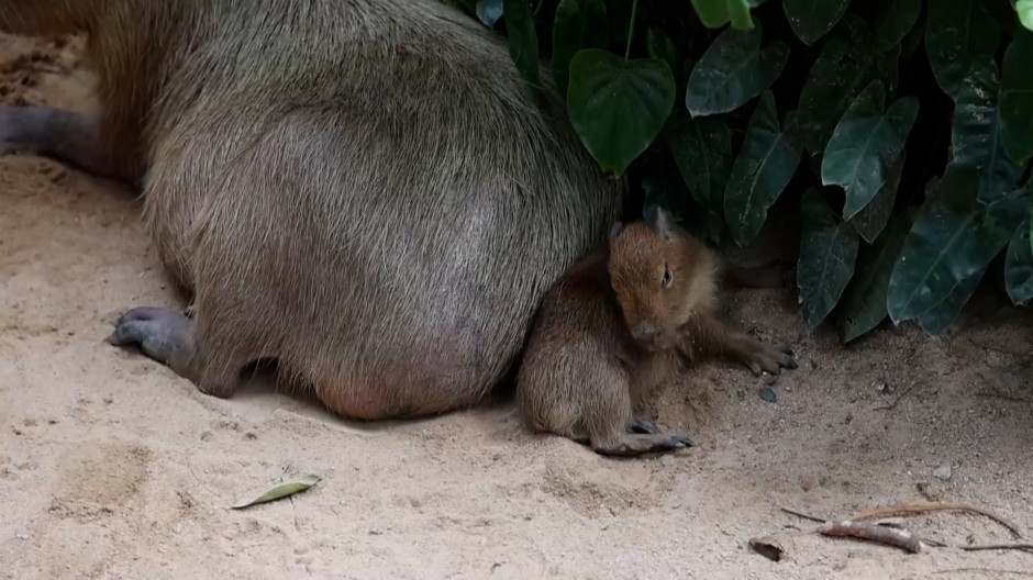 Imágenes del zoo de Khao Kheow en Chonburi, Tailandia