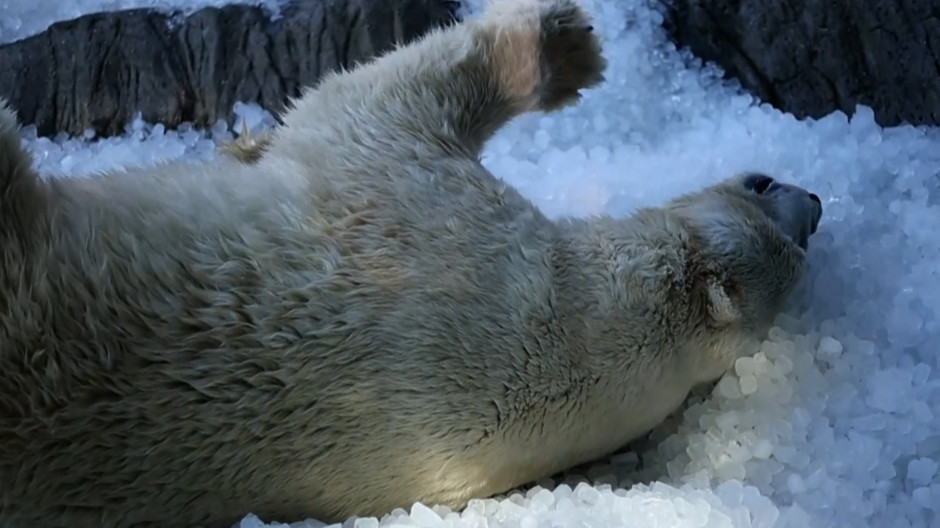 Oso polar del zoológico de Praga