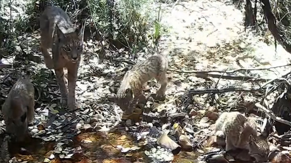 Linces Cabañeros