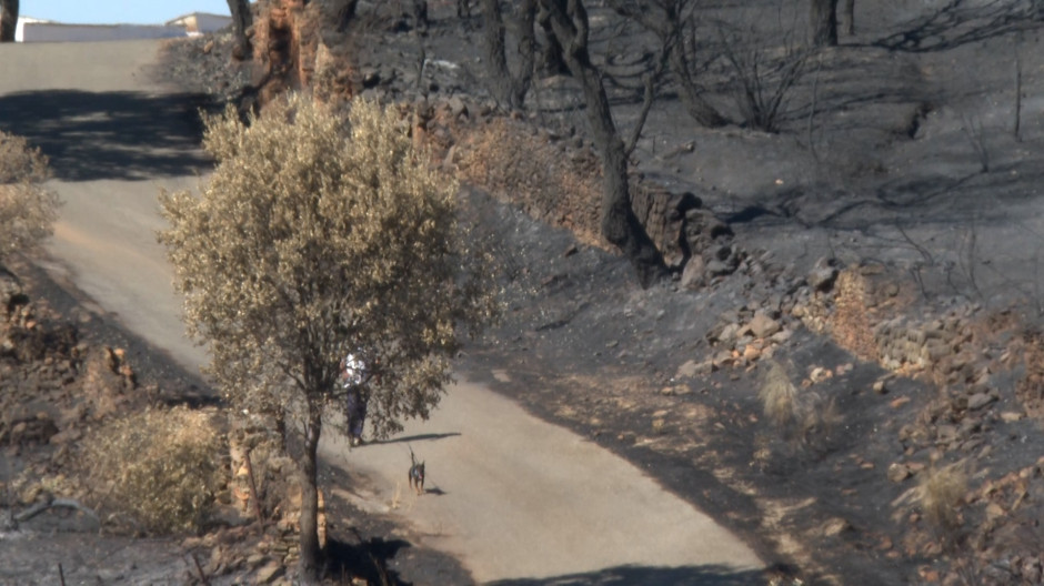 El desolador paisaje tras el incendio que quemó 1.352 hectáreas en Casas de Millán