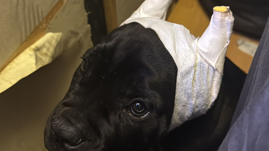 Perro afectado por la red de amputación ilegal de miembros
