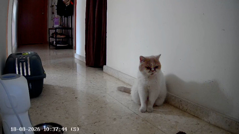 Un gato busca refugio durante un terremoto de magnitud 4 en Granada