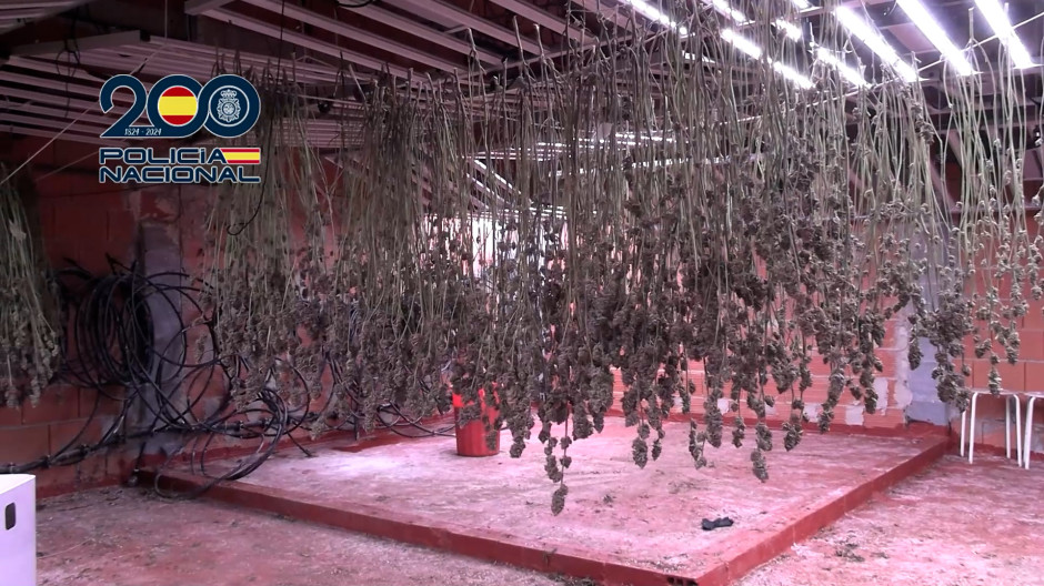La Policía Nacional desmantela una plantación con 1.814 plantas de marihuana en Murcia