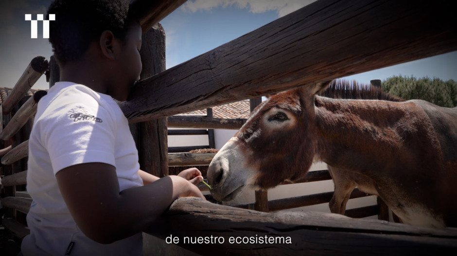 El refugio de animales de Toledo