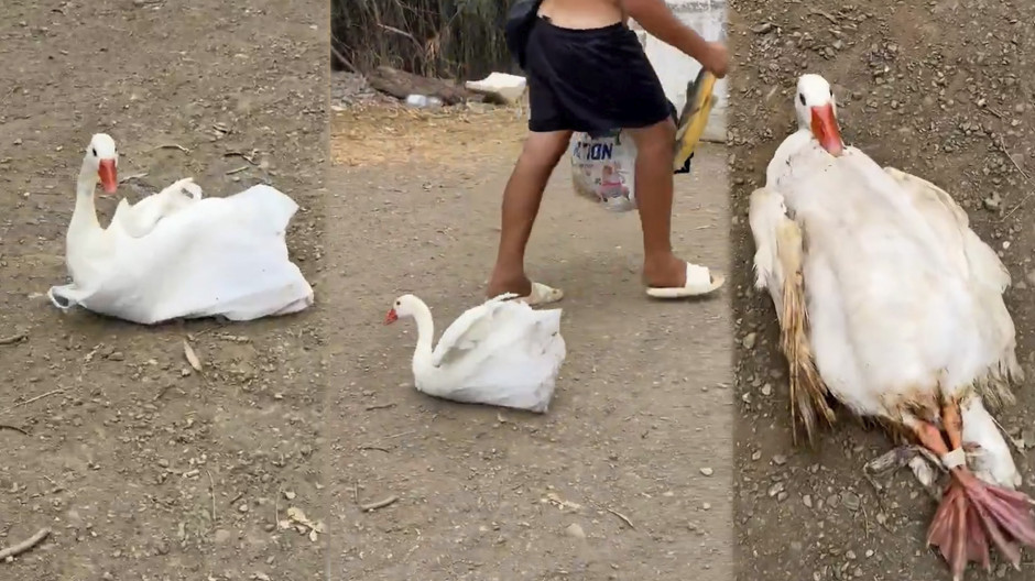 Pillan a un inmigrante ilegal de Ceuta mientras se llevaba una oca de un parque
