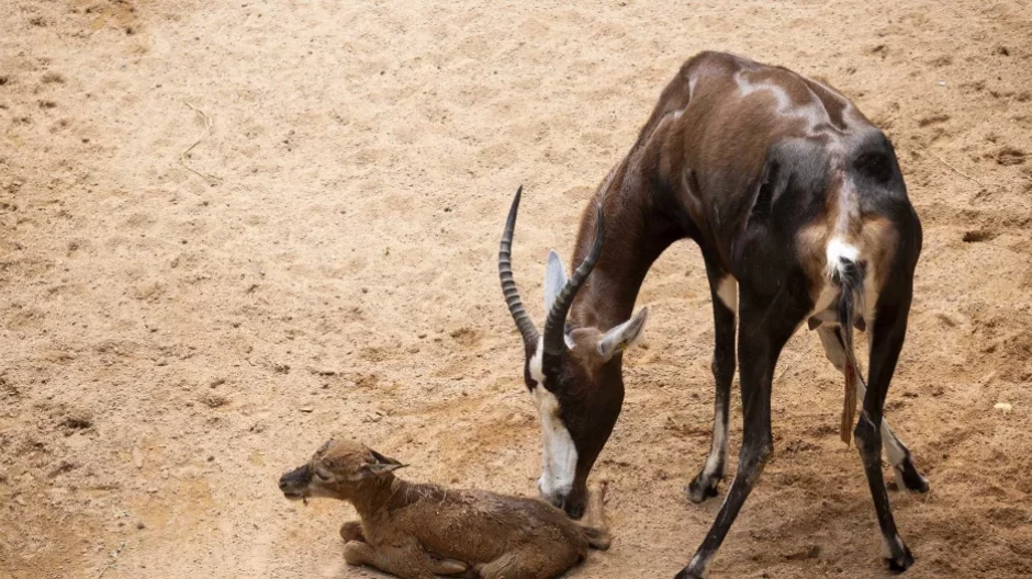Visitantes de Bioparc Valencia graban «en directo» y viven el nacimiento de un singular antílope