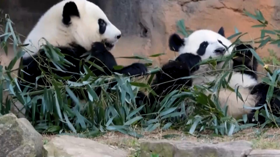 La pareja de pandas formada por Ping Ping y Fu Shang ya están de camino a su nueva casa en Atlanta