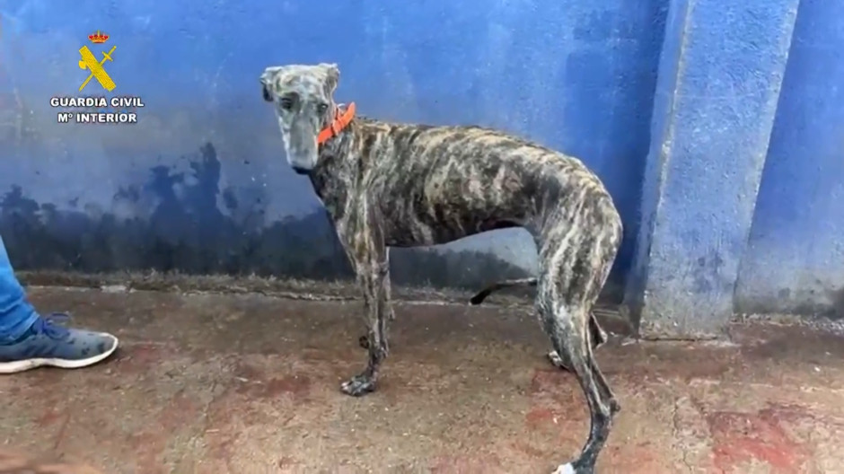 La Guardia Civil rescata a ocho galgos de competición en Sevilla que habían sido maltratados