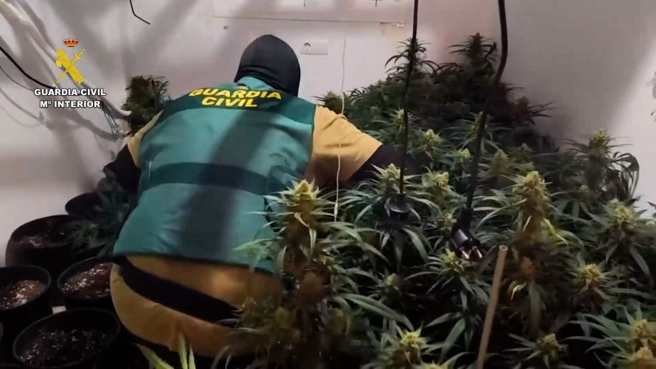 Detenidas dos personas en Almería tras intervenir 120 plantas de cannabis en una vivienda