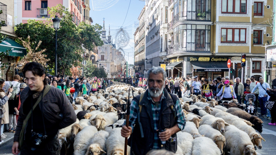 Rebaños de ovejas recorren Madrid