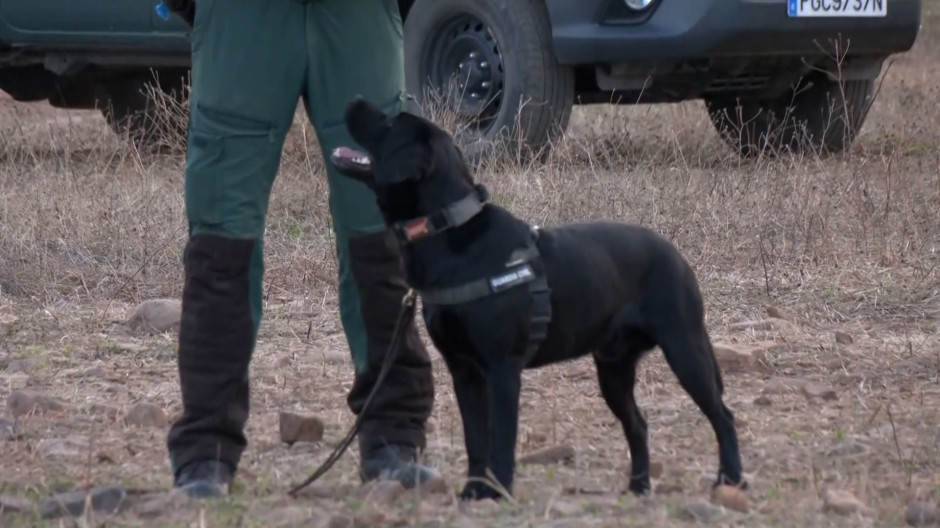 Seis unidades caninas rastrean los vagones del accidente de Urda en busca de posibles víctimas