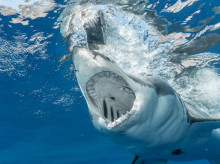 espana/comunidad-valenciana/20260417/borja-ana-matrimonio-valenciano-marcado-tragedia-luna-miel-islas-maldivas_407925