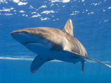 espana/comunidad-valenciana/20260429/ginecologo-tiburon-le-arranco-parte-pierna-maldivas-durante-luna-miel-piensa-volver-espana_412527