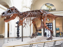ciencia/20260520/desvelan-dinosaurios-carnivoros-como-trex-desarrollaron-brazos-diminutos_419497