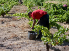 campo-y-caza/20260913/solo-8-trabajadores-campo-tienen-salarios-protegidos-frente-inflacion_458201