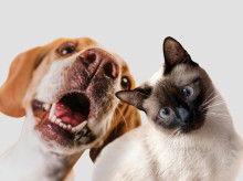 sociedad/20260420/union-europea-obliga-duenos-perros-gatos-cumplir-esta-norma-desde-22-abril-cns_408977