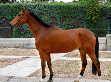 espana/andalucia/20261020/caballo-sacrificado-55000-euros-pista-no-encajaba-estafa-descubierta-jaen_471678