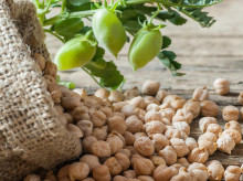 espana/la-voz-de-cordoba/sociedad/20260815/garbanzo-campina-cordoba-otro-producto-premium-provincia_449536