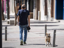 espana/andalucia/20260728/azuza-perro-ataque-colonia-felina-baza-hasta-consigue-mate-gatos_444360