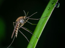 sociedad/20260826/analisis-virus-nilo-occidental-espana-han-duplicado-casos-cual-mortalidad_452147