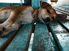 espana/galicia/20260812/hombre-vigo-pagara-300-euros-mes-peluqueria-exmujer-tres-mascotas_448866