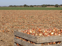 espana/andalucia/sevilla/20260714/agricultor-lebrija-sevilla-regala-200-toneladas-cebollas-desplome-precios_439353