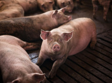 espana/cataluna/lerida/20260227/cataluna-detecta-caso-gripe-porcina-humanos_390289