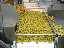 campo-y-caza/20260731/aceitunas-otros-alimentos-conserva-les-cambiara-control-calidad-cns_445740