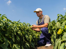 espana/castilla-y-leon/20260428/castilla-leon-eleva-hasta-25-subvencion-seguros-jovenes-agricultores-ganaderos_411749